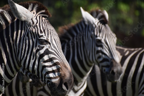 zebra close up at safari adventure photo