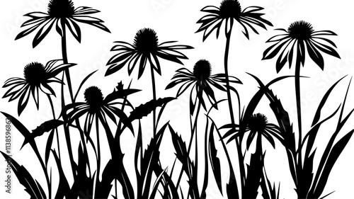 Echinacea flowers in a field with visible stems and leaves, Plant Illustration