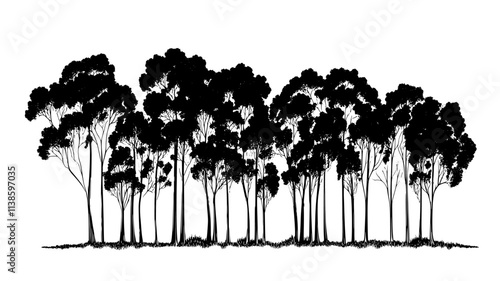 Eucalyptus grove with smooth bark grown for pulp and paper production, Plant Illustration