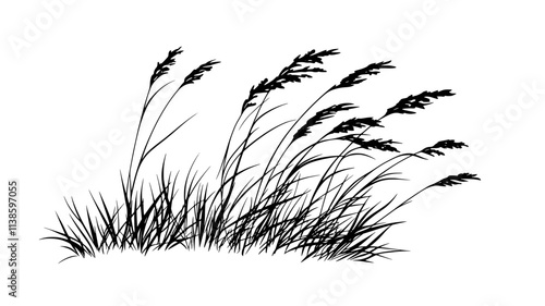 Fescue grass with narrow blades growing in dense clumps across a meadow, Plant Illustration