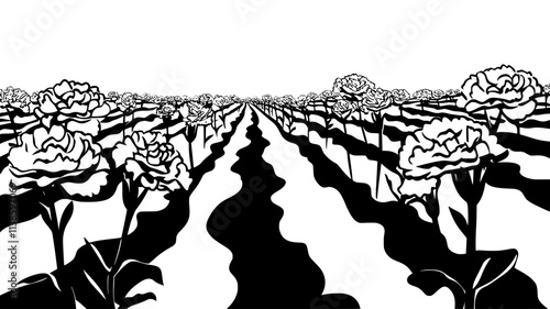 Field of cultivated carnations growing in rows outdoors, Plant Illustration