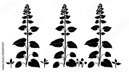 Foamflower plants growing under a shaded trellis in a natural garden setting, Plant Illustration