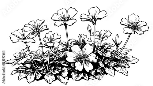 Geraniums blooming in a small flower bed along a walkway, Plant Illustration