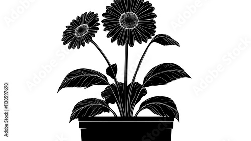 A Gerbera daisy bloom captured at eye level in a potted arrangement, Plant Illustration