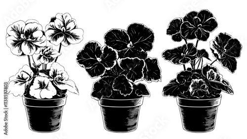 Begonias growing in a potted container on a backyard patio, Plant Illustration