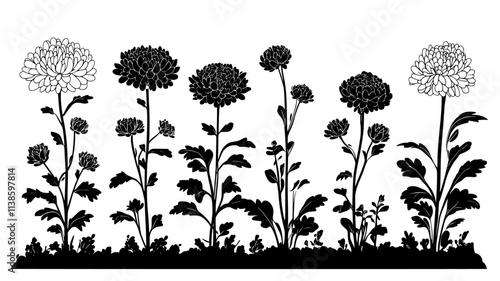 Group of chrysanthemum plants with different flower forms together, Plant Illustration