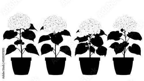 A group of potted panicle hydrangeas placed in an organized patio display, Plant Illustration