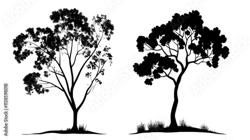 Gum arabic trees with hardened sap on branches, Plant Illustration