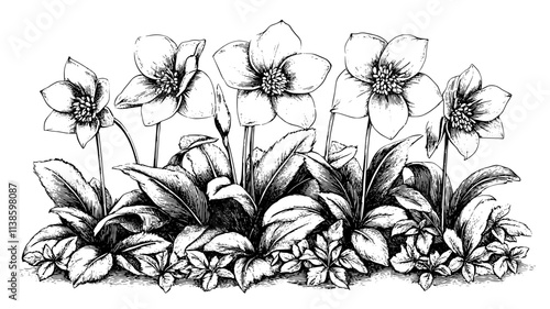 Hellebore flowers nodding in the winter shade garden, Plant Illustration