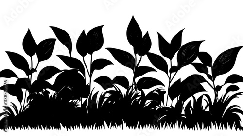 Hostas planted along the edge of a shaded garden bed with dense leaves, Plant Illustration