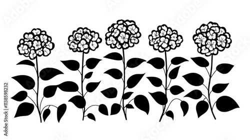Hydrangea bush covered in large flower heads, various shades of blue and pink, Plant Illustration