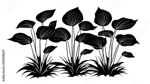 Hosta plants with contrasting leaf edges in a shade garden, Plant Illustration