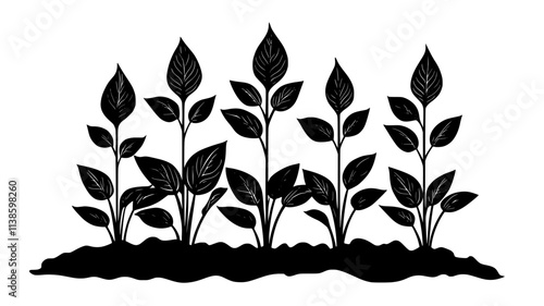 Hostas with flower stalks in a shaded garden bed, Plant Illustration