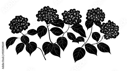 Hydrangea plant with multiple flower heads in a garden setting, Plant Illustration