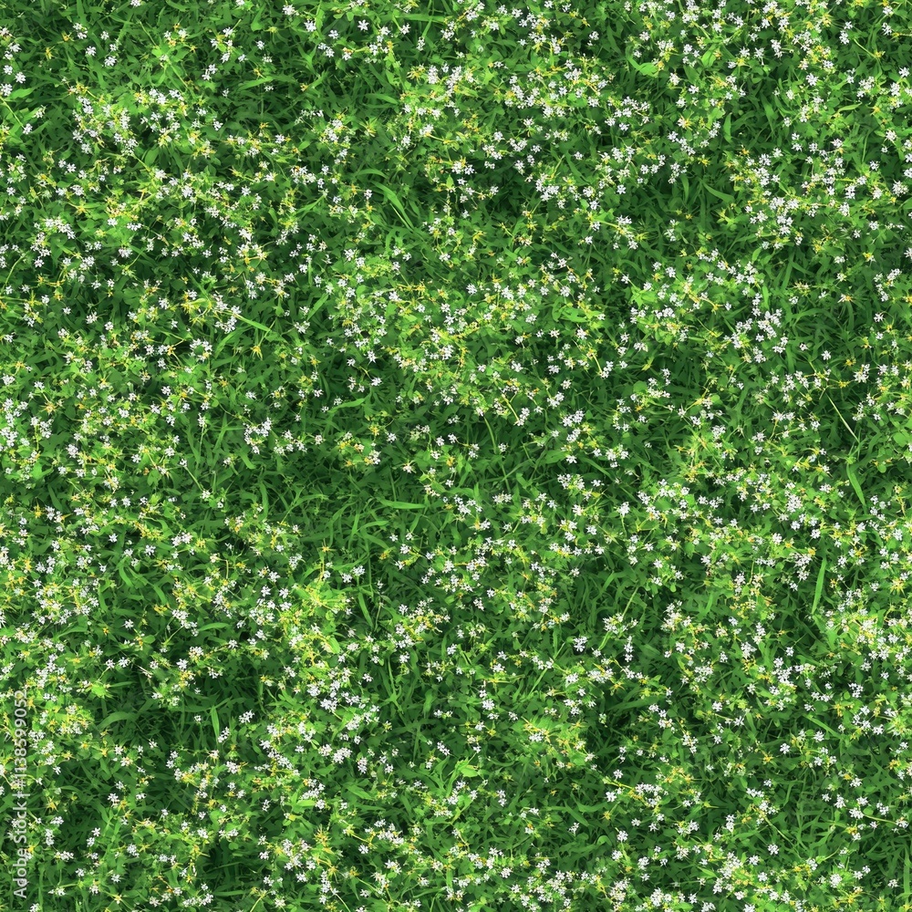 Top view photo of wild grass with tiny white flowers, seamless texture Top view photo of wild grass with tiny white flowers, seamless texture