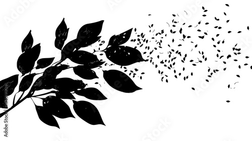 Milkweed pods bursting open, releasing seeds on the breeze, Plant Illustration