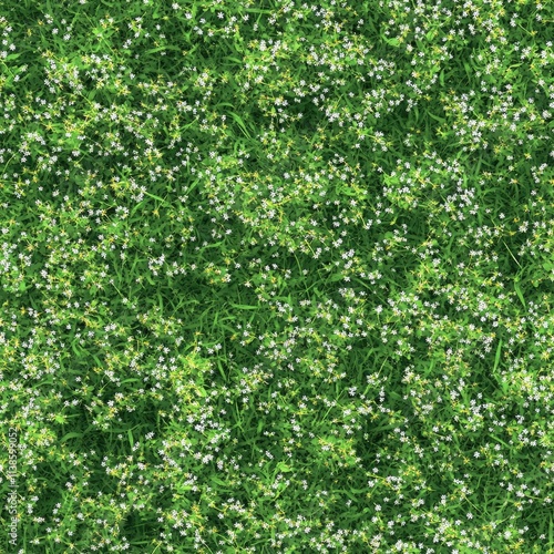 Fototapeta Naklejka Na Ścianę i Meble -  Top view photo of wild grass with tiny white flowers, seamless texture