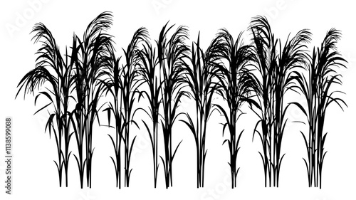 Tall Miscanthus grass growing for biomass energy production, Plant Illustration