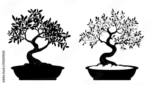 Olive bonsai with gnarled trunk in Mediterranean style, Plant Illustration