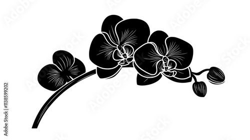 Orchid flower viewed from the side showing petal and sepal arrangement, Plant Illustration