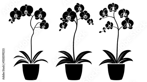 Orchid with multiple blooms on a single stem in a pot, Plant Illustration