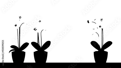 Orchids on a shelf near a window with sheer curtains, Plant Illustration