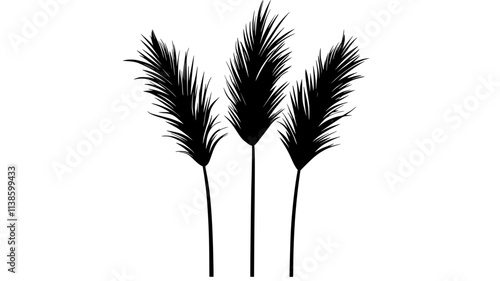 Pampas grass with large, feathery plumes atop tall stalks, Plant Illustration