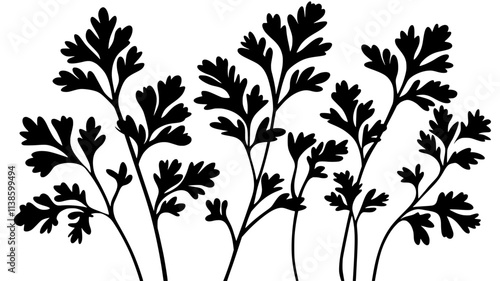 Parsley plant with curly or flat leaves growing in neat rows in a garden bed, Plant Illustration