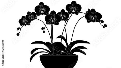 A Phalaenopsis orchid plant with multiple flower spikes growing indoors, Plant Illustration