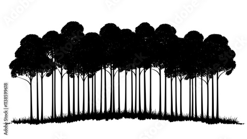 Pine forest with straight trunks in a commercial plantation for timber, Plant Illustration