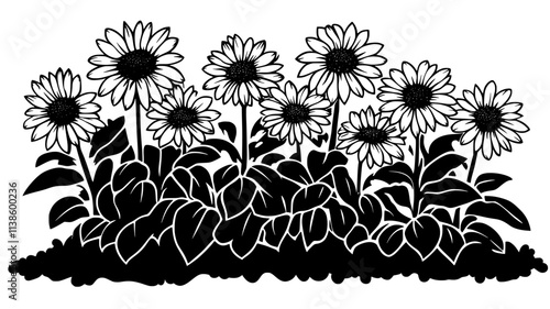 A row of Shasta daisies planted in a neatly arranged garden bed, Plant Illustration
