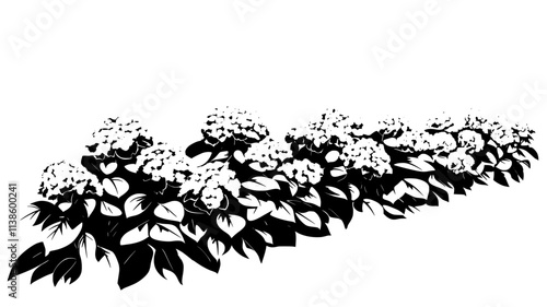 A row of panicle hydrangeas growing in a shaded outdoor flowerbed, Plant Illustration