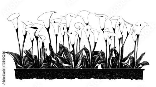 A row of planted Calla lilies growing in a controlled flower bed, Plant Illustration