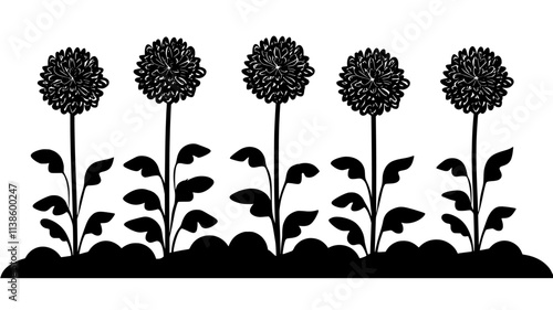 A row of single chrysanthemums planted neatly in an outdoor flower bed, Plant Illustration