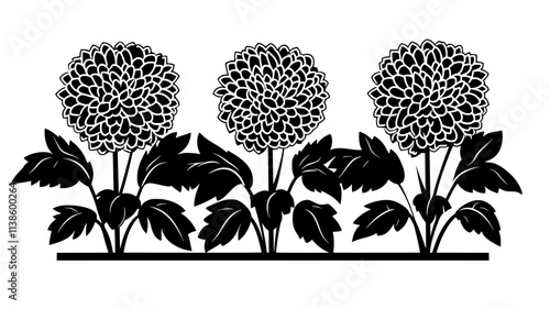 Rows of chrysanthemums growing in a formal garden during autumn, Plant Illustration