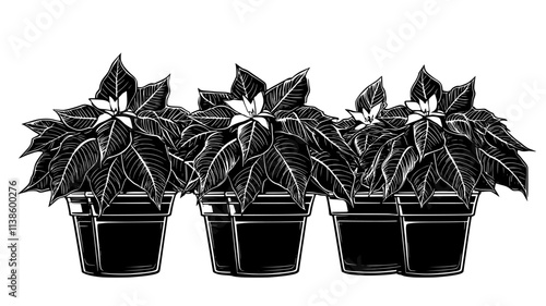 Rows of poinsettias in a park surrounded by winter foliage, Plant Illustration