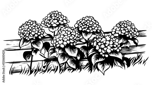 Several panicle hydrangea blooms growing along a rural fence line, Plant Illustration