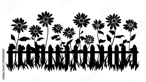 Shasta daisies lining an informal border along a white picket fence, Plant Illustration