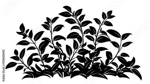 A shrub with small, cup-shaped flowers scattered across the foliage, Plant Illustration