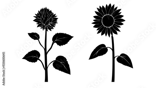 Single sunflower stem with an unopened bud and mature flower, Plant Illustration