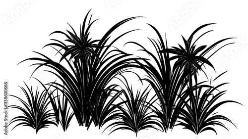 Sisal plants with sword-like leaves in a plantation for fiber extraction, Plant Illustration