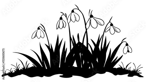 Snowdrops emerging from frozen ground in early spring, Plant Illustration