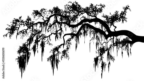 Spanish moss draping from live oak tree branches, Plant Illustration