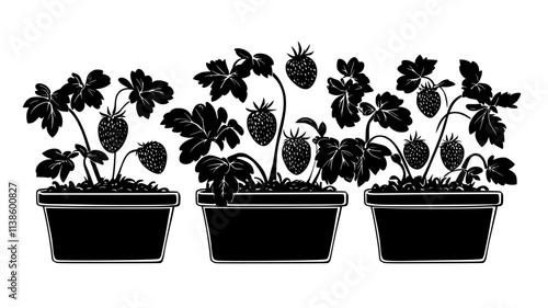 Strawberry plants with ripening fruit in raised beds, Plant Illustration