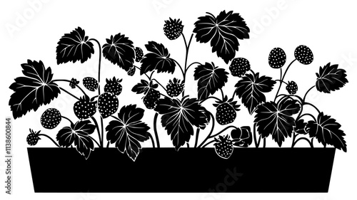 Strawberry plants covering a raised bed in a kitchen garden, Plant Illustration