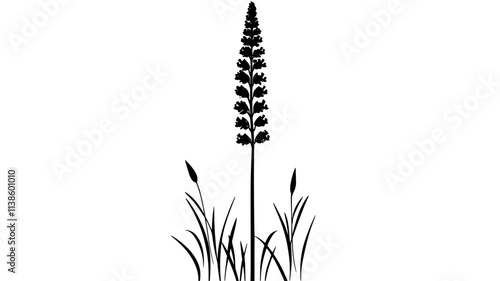 A tall stalk with delicate flowers forming a conical shape, Plant Illustration