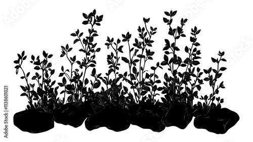 Thyme plants forming a low-growing mat in a rock garden, Plant Illustration