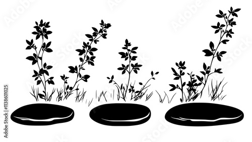 Thyme plants forming ground cover between stepping stones, Plant Illustration