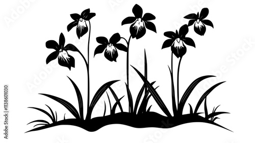 Terrestrial orchid species growing in a forest floor environment, Plant Illustration