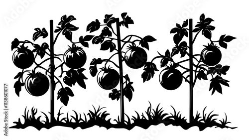 Tomato vines supported by stakes in a field, Plant Illustration